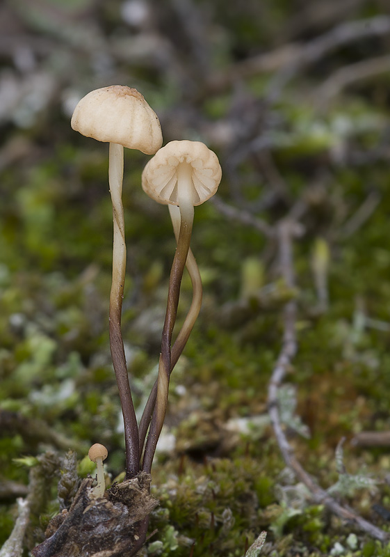 Marasmius anomalus